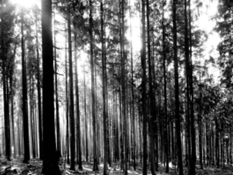 Black and white photo of sunlight passing through tall pine trees casting shadows onto the ground.