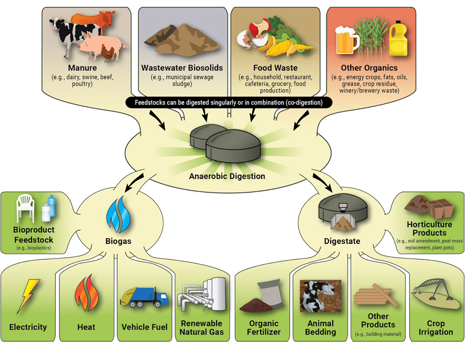 Infographic: Organic wastes to anaerobic digestion to product/use. Image description under Featured Image Description Heading.