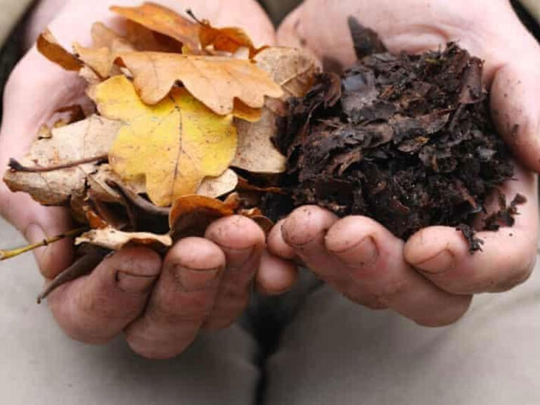 A photo of two cupped hands. In the hand on the left are a pile of leaves in yellows and oranges. In the hand on the right are brown decayed leaves the color of dark organic soil. The leaves are broken down, but not quite dirt.