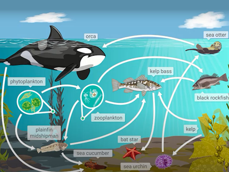 Who Makes Decisions About Dams? Stakeholder Role Play